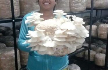 Quality Mushroom Farm