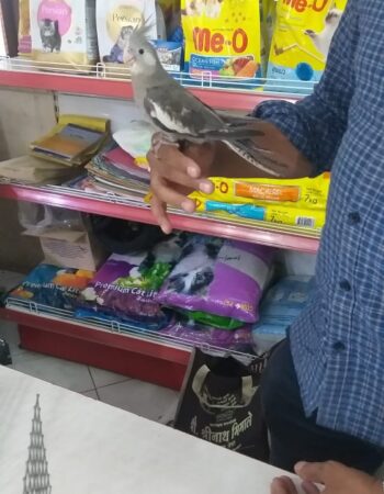 ARAV PET SHOP