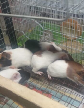 ARAV PET SHOP