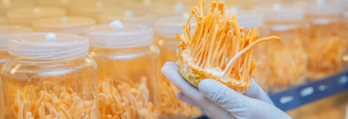 MYCONUTRA CORDYCEPS COMPANY